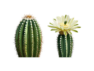 Vector illustration of Carnegiea gigantea with Pachycereus schottii, desert vegetation, sunny daylight, isolated cacti, xerophyte plants, botanical collection, arid landscape.