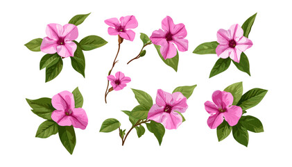 Catharanthus roseus flower cutout, bright eyes, Cape periwinkle, graveyard plant, rose periwink, vector illustration, tropical garden plant, medicinal herb, exotic flora.