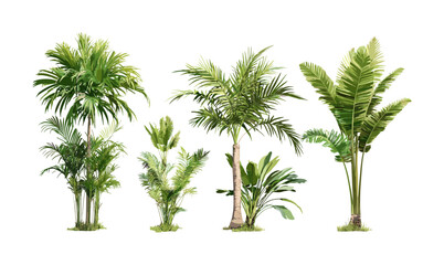 Fototapeta premium Brahea moorei and Chamaedorea radicalis small palm trees isolated cutout, vector illustration, exotic tropical greenery, botanical art, landscaping plants, nature elements.