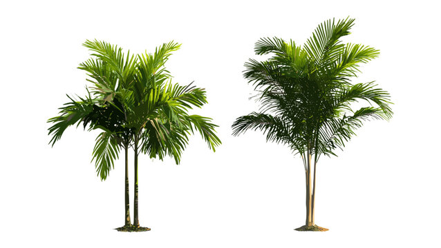Isolated small palm trees Brahea moorei, Chamaedorea radicalis cutout, vector illustration, tropical garden plants, ornamental palms, botanical collection, lush greenery.