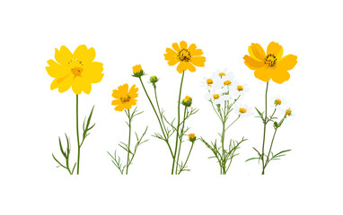Set of Chamaemelum nobile and Coreopsis tinctoria tree isolated cutout, vector illustration, wildflower collection, botanical design, natural herb plant, floral clipart.