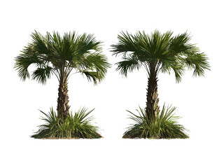 Coccothrinax miraguama set, frontal view, isolated cutout tree, vector illustration, exotic palm tree, botanical art, tropical flora, garden plant, landscaping asset, green leaves, png.