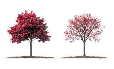 Frontal set of Cornus controversa and Alnus rubra red alder street trees isolated cutout vector illustration, urban forest, roadside planting, outdoor vegetation, natural environment. © aura studio