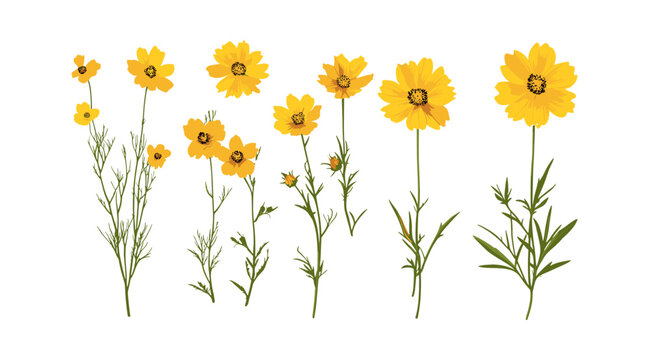 Plains coreopsis, Coreopsis tinctoria set, garden coreopsis, golden tickseed, png, floral vector illustration, prairie bloom, wildflower bouquet, summer flowers, botanical element.