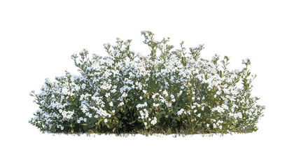 Correa alba white correa shrub isolated frontal PNG, Australian native flora, garden ornamental shrub, vector illustration, natural plant texture, botanical greenery for landscaping. © aura studio