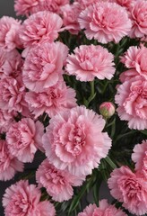 Pink carnation overhead, petals unfurled, Mother's Day theme ,  illustration,  flower head