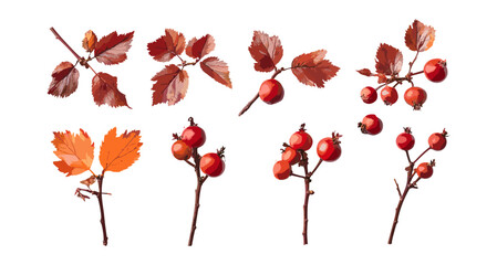 Broad-leaved cockspur thorn, Crataegus persimilis in autumn and summer, isolated plant, frontal cutout tree, plumleaf hawthorn collection, foliage, park tree, vector illustration, png.