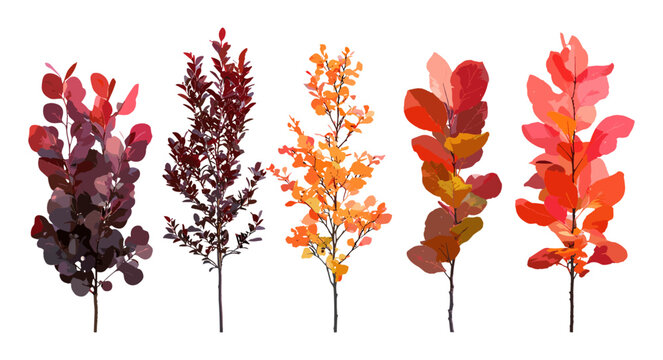 Cotinus grace and Chinese tupelo Nyssa sinensis trees, autumn isolated png, vector illustration, garden plant, fall tree leaves, deciduous forest, landscape elements, colorful foliage.