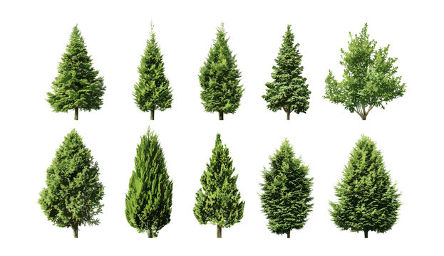 Cryptomeria fortunei, Cryptomeria japonica, Chinese cedar tree set, isolated cutout, ornamental conifer, landscape design, evergreen plants, vector illustration.
