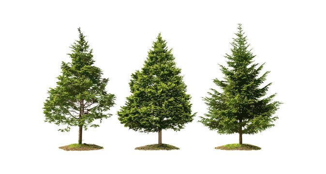 Set of Cryptomeria fortunei trees, Chinese cedar, Cryptomeria japonica, frontal view isolated png, perfect cutout, coniferous tree, evergreen forest, vector illustration.