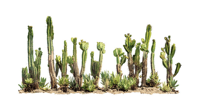 Set of Cylindropuntia spinosior, cane cholla, spiny cholla, walkingstick cactus, sunny daylight, frontal isolated, tree, desert plant, arid landscape, vector illustration.