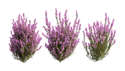 Erica Arborea tree heath isolated front view cutout, street blooming tree heather, shrubbery, garden plant, wild shrub, botanical vector illustration.