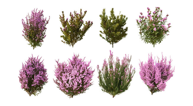 Erica Arborea tree heath plant, isolated front street blooming cutout, wild shrub, landscape vegetation, forest shrubbery, natural greenery vector illustration.