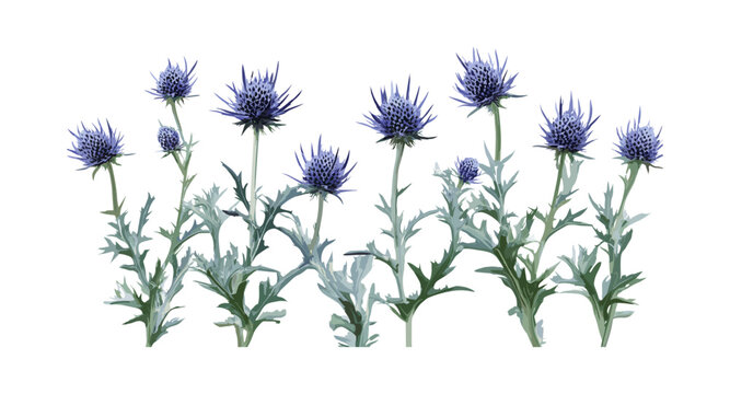 Blue eryngo Eryngium planum isolated cutout, coastal plant, herbal medicine, spiky flower, wild plant, decorative foliage, vector illustration.