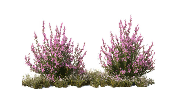 Set of Erica Arborea tree heath street blooming isolated cutout, perfect front view, tree heather plant, shrub, wild flora, nature vector illustration.