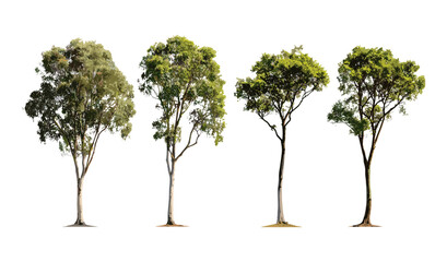 Set of Eucalyptus camaldulensis river red gum trees isolated png sunny daylight cutout tree, natural flora, Australian forest, botany, green foliage, vector illustration.