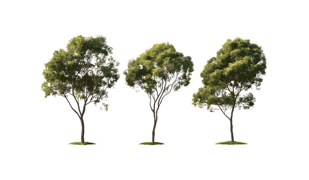Set of Eucalyptus gunnii trees, cider gum, street trees isolated png, frontal view, perfectly cutout, urban landscaping, green foliage, botanical vector illustration.