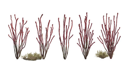 Ocotillo Fouquieria splendens isolated cutout, desert vegetation, thorny shrub, arid zone plant, southwestern USA flora, xerophyte, botanical illustration, vector illustration. © aura studio