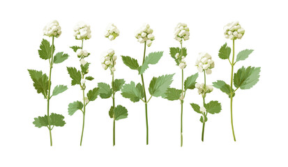Frontal Actaea simplex baneberry bugbane isolated png, wildflower plant, forest vegetation, herbal remedy, nature foliage, vector illustration.
