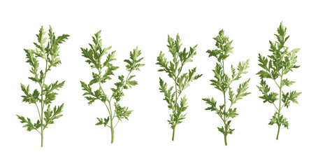 Lad's love, southernwood tree, Artemisia abrotanum herb, botanical shrub vector illustration, foliage element, garden bush, medicinal plant, isolated design, png.