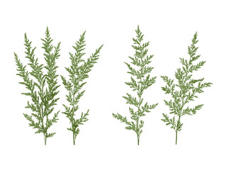 Southern wormwood plant, Artemisia abrotanum shrub, lad's love tree cutout, vector illustration, botanical greenery, garden flora, herb bush, natural element, isolated background.