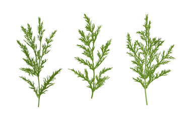 Set of Artemisia abrotanum tree, lad's love, southernwood bush cutout, isolated vector illustration, herbal plant, green shrub, nature botanical element, garden foliage, png.