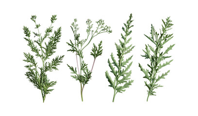 Artemisia abrotanum plant, southern wormwood, lad's love herb, vector illustration, cutout foliage, nature shrub, green leaf bush, garden element, medicinal flora, transparent background.