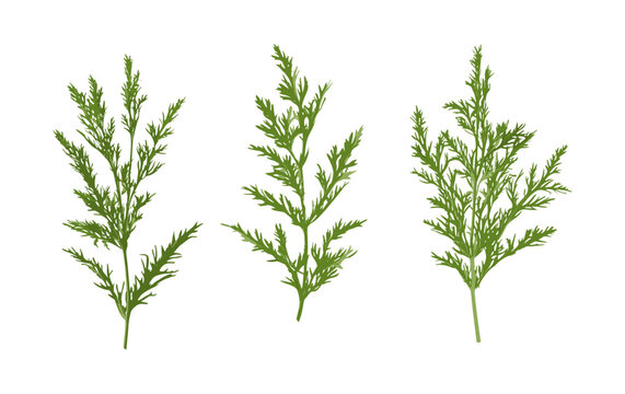 Set of Artemisia abrotanum tree, lad's love, southernwood bush cutout, isolated vector illustration, herbal plant, green shrub, nature botanical element, garden foliage, png.