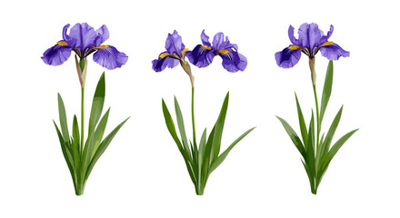 Frontal Iris tectorum wall iris roof iris Japanese roof iris isolated cutout tree flower plant botanical garden vector illustration,