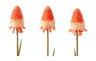 Set of frontal Kniphofia uvaria torch lily red hot poker cutout tree isolated png, botanical flower plant, exotic garden tropical vector illustration.