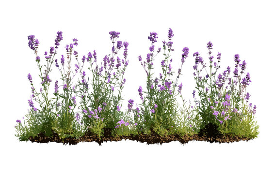 Verbena bonariensis isolated cutout, purpletop vervain, Argentinian vervain, clustertop vervain, pretty garden flowers, perennial plants, herbal foliage, summer blossom, vector illustration.