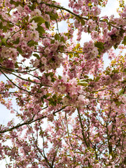 close-up of dreamy blooming pink cherry blossom tree branches on a soft sky background in spring. sakura flower. floral