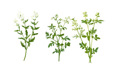 Sweet woodruff Galium odoratum isolated cutout, sweetscented bedstraw, wildflower, natural herb, forest ground cover, medicinal plant, spring plant, vector illustration.