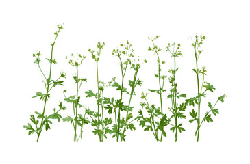 Sweetscented bedstraw Galium odoratum isolated png, sweet woodruff herb, forest plant, botanical herb, meadow vegetation, natural green leaves, vector illustration.