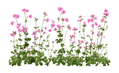 Geranium palmatum and Lamium maculatum, isolated cutout, garden foliage, shade plants, ornamental greenery, floral elements, spring plants, vector illustration.