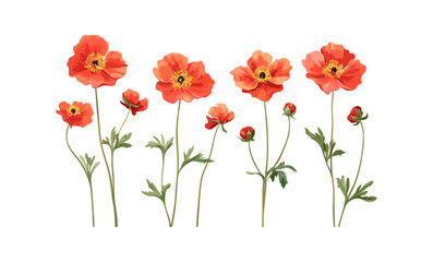 Obraz premium Geum coccineum floral set, frontal isolated cutout, vector illustration, perennial flower, botanical garden, bright red blooms, decorative plant, nature concept, spring season.
