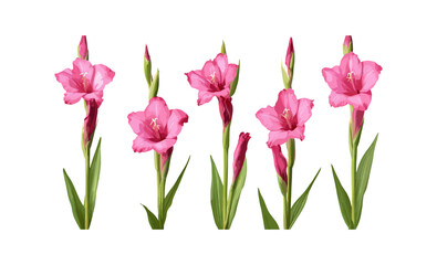 Set of Gladiolus gandavensi gladiolus flowers frontal isolated cutout tree floral bouquet spring garden vector illustration, summer bloom, tropical plant, bright petals.