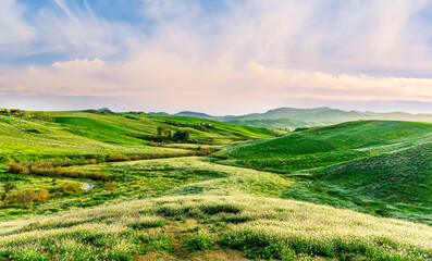 blooming spring valley meadow with bright yellow flowers among green grass hills and beautiful sunset sky on background. Rustic agricultural landscape.