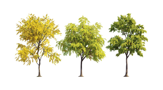 Set of honey locust Gleditsia triacanthos trees, thorny locust isolated summer autumn cutout, nature background, park landscaping, deciduous tree, green foliage vector illustration.