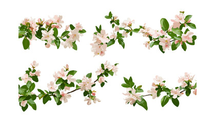 Abelia grandiflora glossy tree frontal blooming isolated cutout, street landscaping, ornamental shrub, garden decoration, green foliage, summer plant, vector illustration.