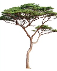 Lush green tree with a slender, curved trunk and wide-spreading branches against a white background