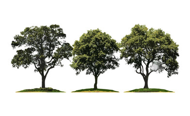 Fototapeta premium Large Grevillea Baileyana White Oak tree isolated street scene, urban nature, park tree, eco landscaping, Australian native plant, vector illustration.