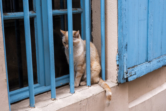 un chat derriere les barreaux d'une maison dans la ville de Paris en France