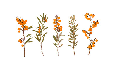 Obraz premium Sea-buckthorn plant, Hippophae rhamnoides, isolated tree, sallowthorn, seaberry bush, vector illustration, herbal medicine, nature element, edible berries, png, wild shrub.