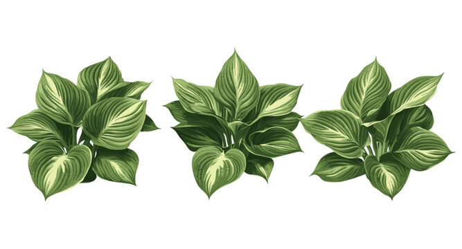 Plantain Lily Hosta rainforest sunrise isolated png, garden greenery, exotic tropical plant, lush foliage, landscaping design, natural environment, vector illustration.