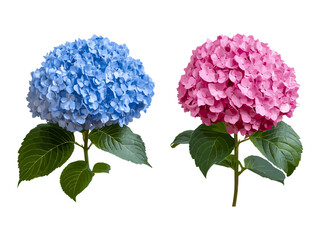 Hydrangea macrophylla Light Crimson and Clound Water Blue, isolated cutout, flowering shrub, garden decor, summer flowers, botanical illustration, vector illustration, landscaping.