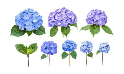 Hydrangea macrophylla CloundWaterBlue, lacecap hydrangea, bigleaf hydrangea, hortensia, French hydrangea, flowering tree, garden plant, nature, botanical, vector illustration, cutout.