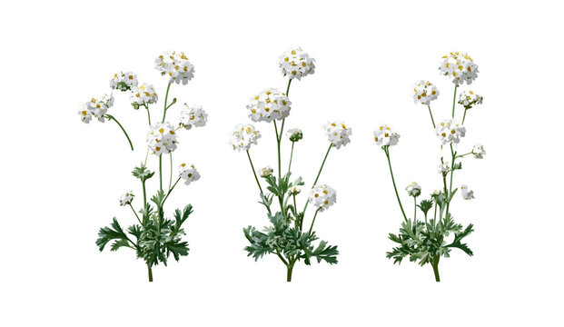 Evergreen candytuft Iberis sempervirens, perennial shrub cutout, isolated plant, garden foliage, flowering plant, landscape element, botanical illustration, vector illustration, nature design.