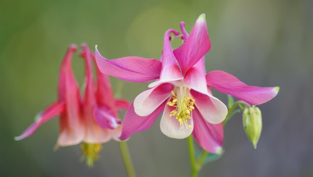 Columbine flowers bloom in vibrant pink hues under soft sunlight in a natural setting