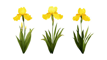 Obraz premium Yellow flag iris, water flag, Iris pseudacorus frontal isolated cutout, aquatic vegetation, pond plant, marsh flower, freshwater plant, vector illustration.